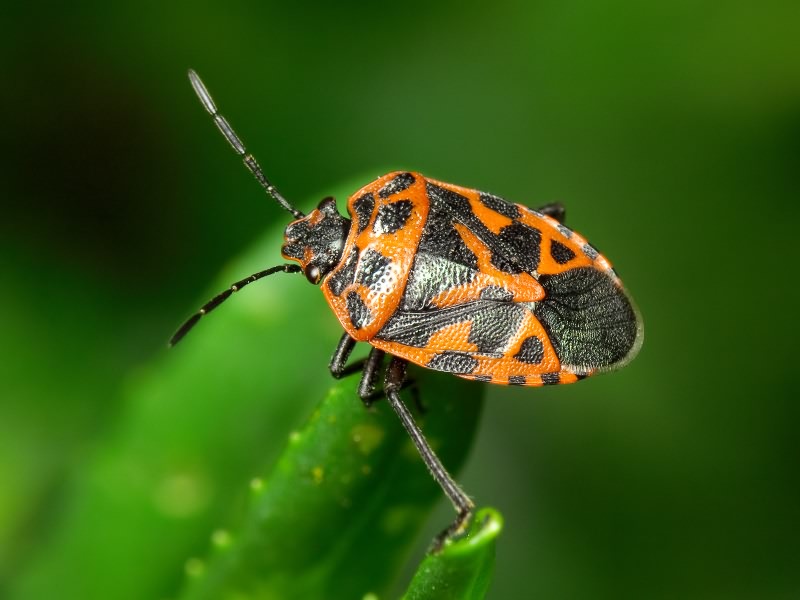Eurydema (Rubrodorsalium) ventralis Kolenati, 1846